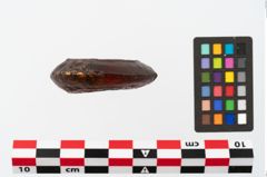 Foto von Bernsteinringperle (NHMW-PRAE-024390)